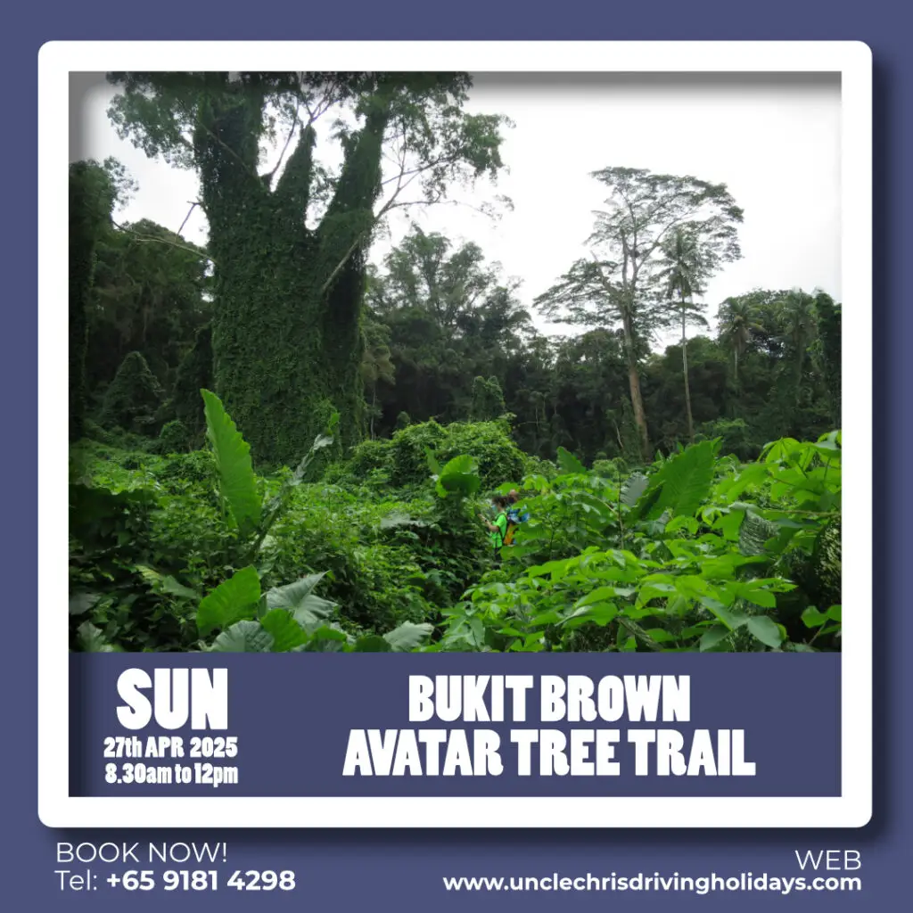 BUKIT BROWN AVATAR TREE TRAIL Sun, 27th April 2025 8.30am to 12pm